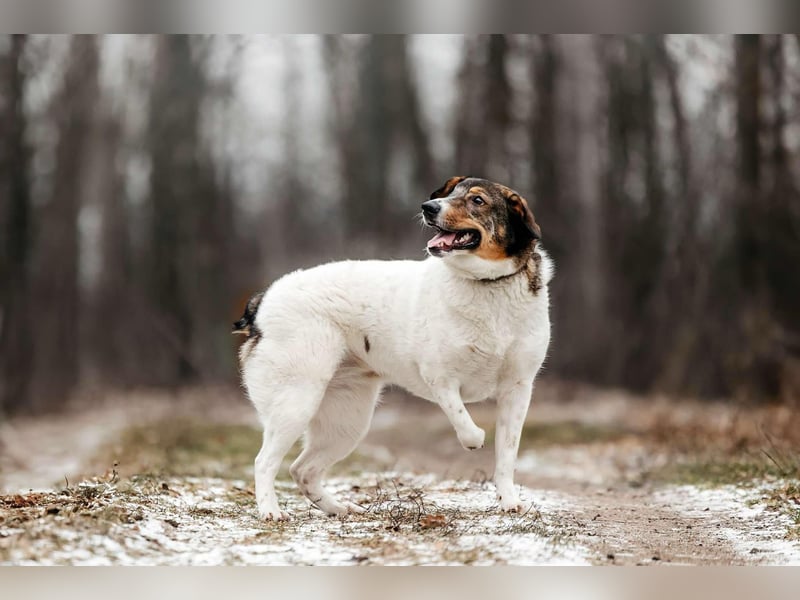 Liebevolles Zuhause für Agatha gesucht