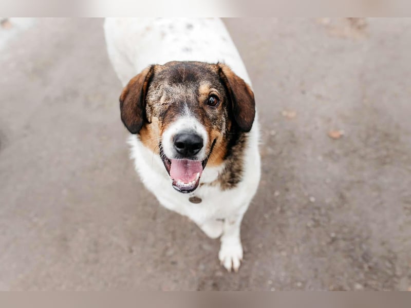 Liebevolles Zuhause für Agatha gesucht