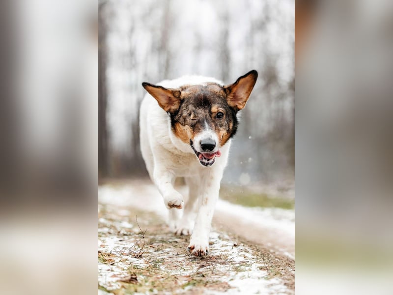 Liebevolles Zuhause für Agatha gesucht