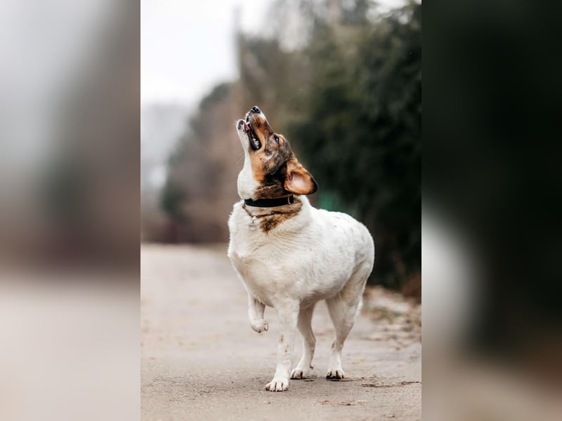 Liebevolles Zuhause für Agatha gesucht
