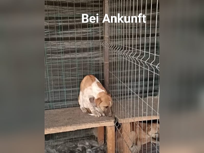 Anouk - Hundeflüsterer gesucht