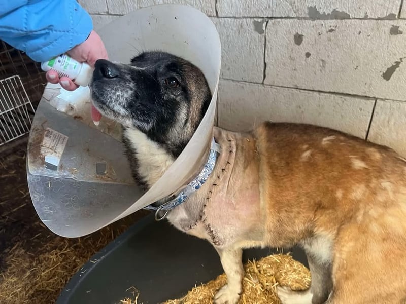 Hope - verlor ein Bein