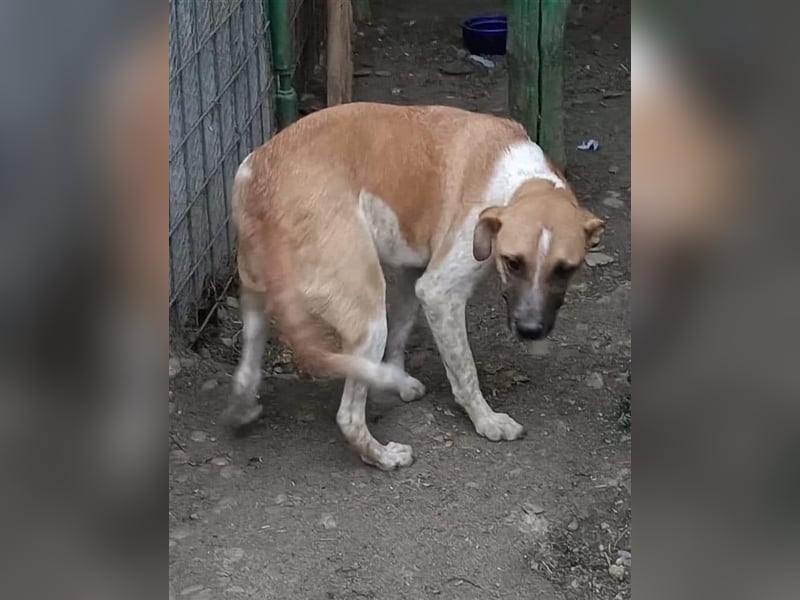 Anouk - Hundeflüsterer gesucht