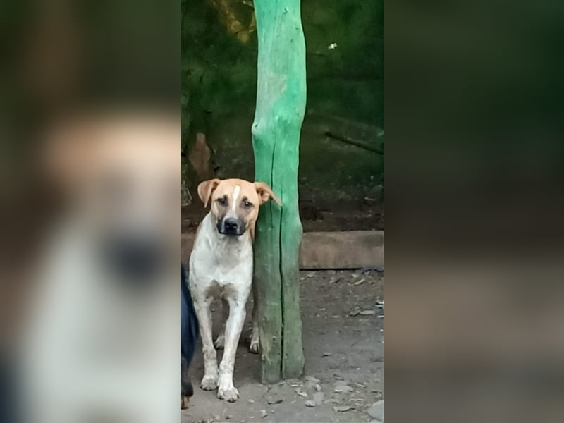 Anouk - Hundeflüsterer gesucht