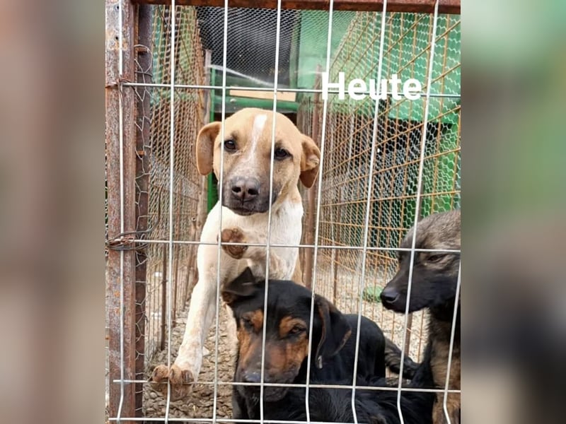 Anouk - Hundeflüsterer gesucht
