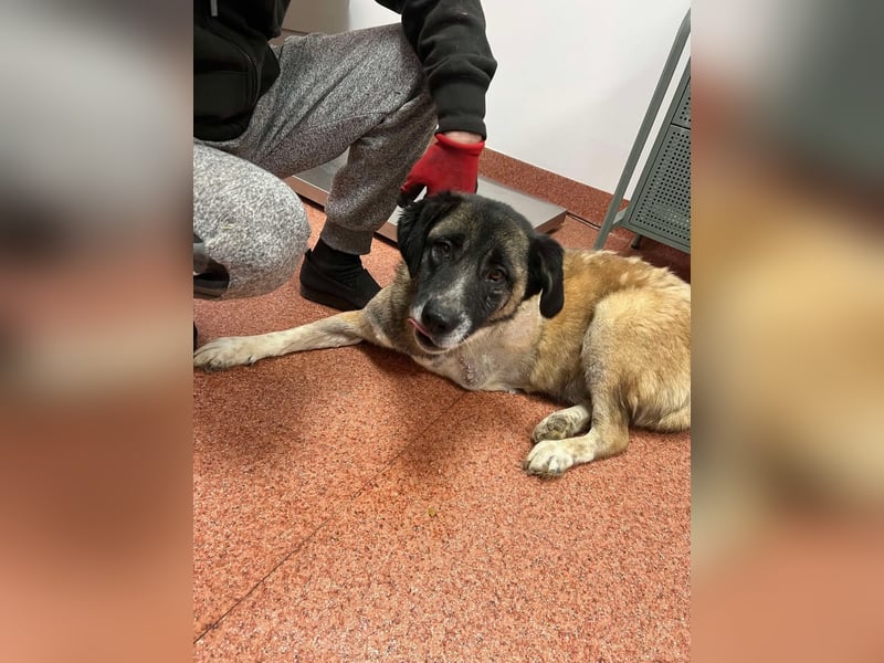 Hope - verlor ein Bein