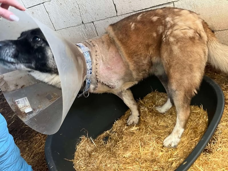 Hope - verlor ein Bein