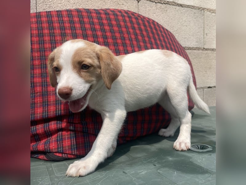 Grita, zauberhaftes Hundekind sucht Zuhause
