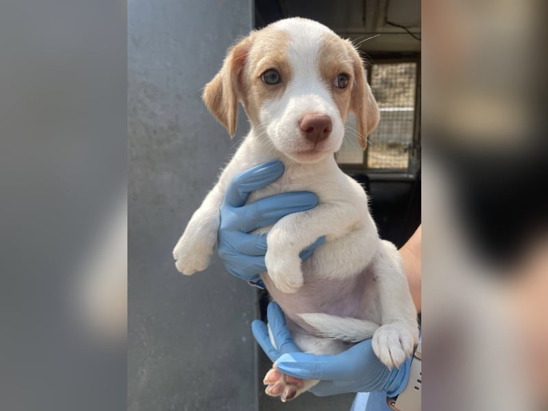 Grita, zauberhaftes Hundekind sucht Zuhause