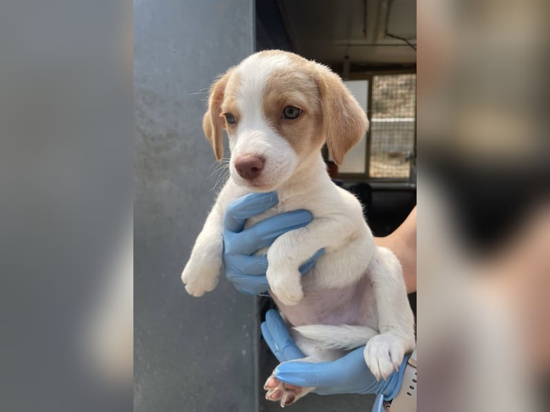 Grita, zauberhaftes Hundekind sucht Zuhause