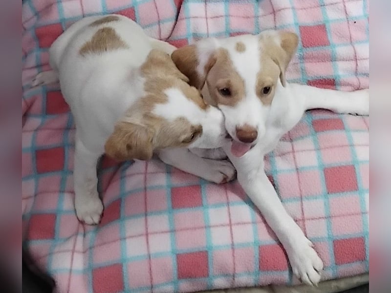 Grita, zauberhaftes Hundekind sucht Zuhause