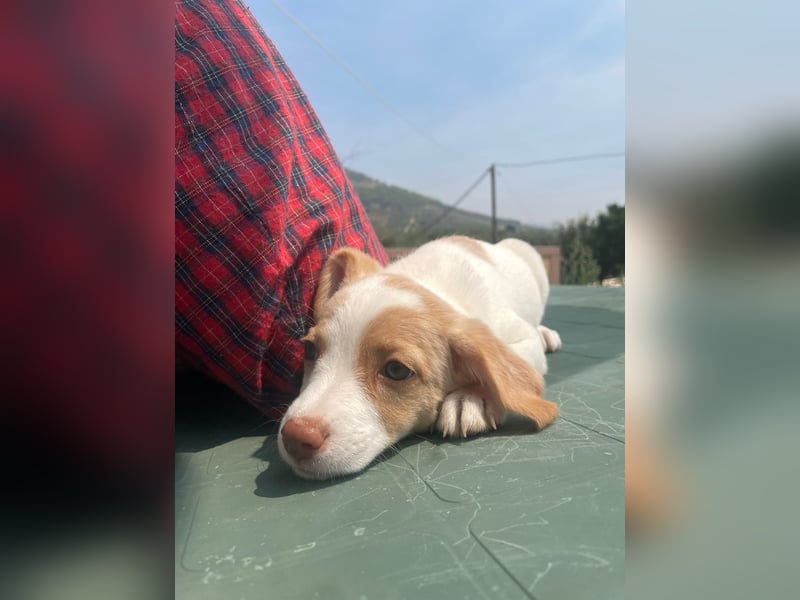Grita, zauberhaftes Hundekind sucht Zuhause
