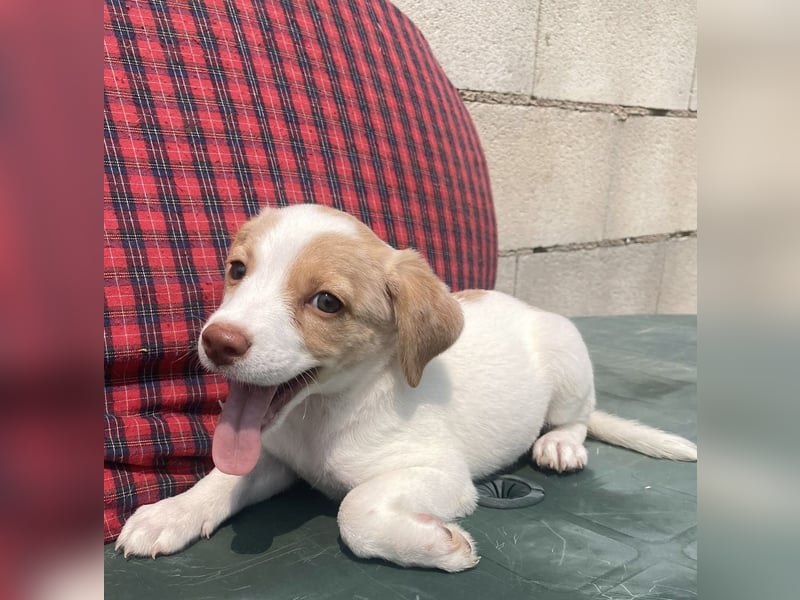 Grita, zauberhaftes Hundekind sucht Zuhause