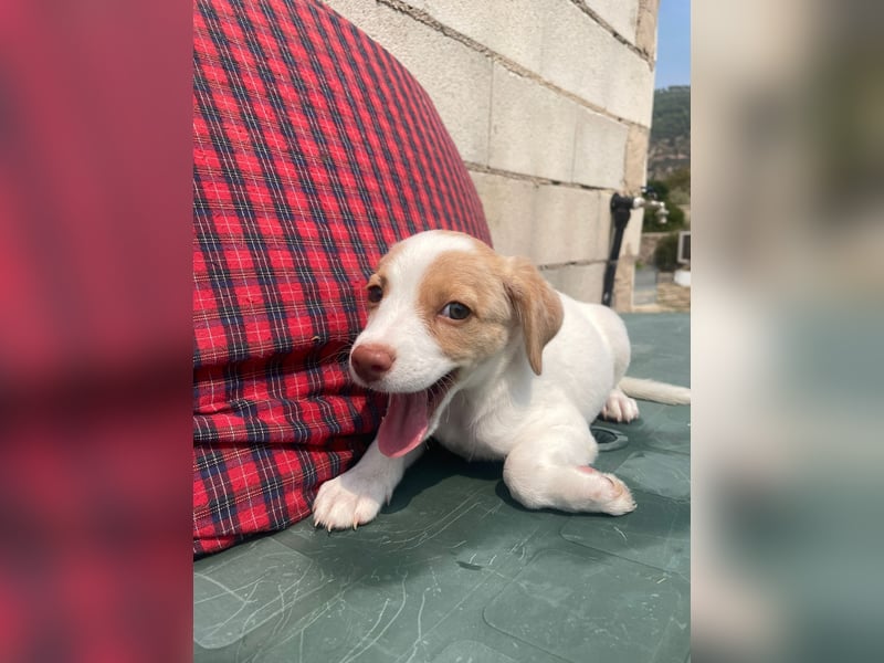 Grita, zauberhaftes Hundekind sucht Zuhause