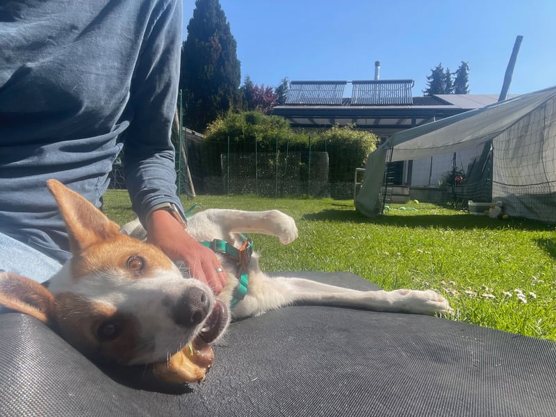 AVANI sucht ein Zuhause