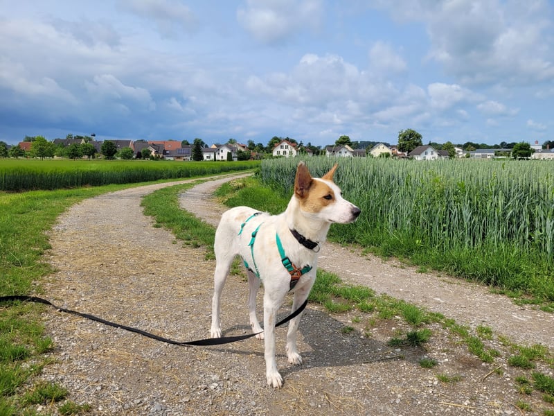 AVANI sucht ein Zuhause