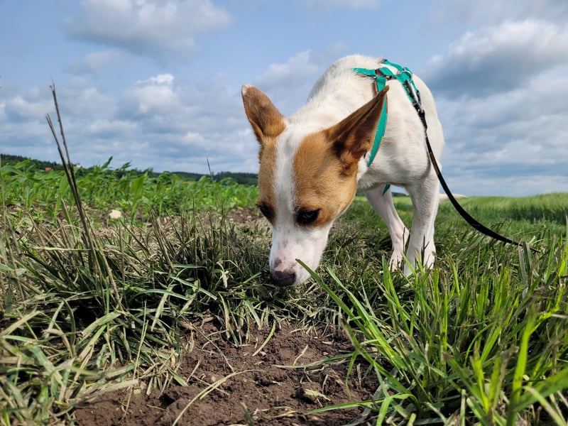 AVANI sucht ein Zuhause
