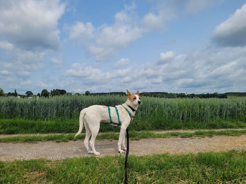 AVANI sucht ein Zuhause