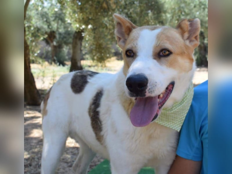 Muneca, liebevolle Mix-Hündin, geb. 2016, sie hofft Tag für Tag auf ihre Chance