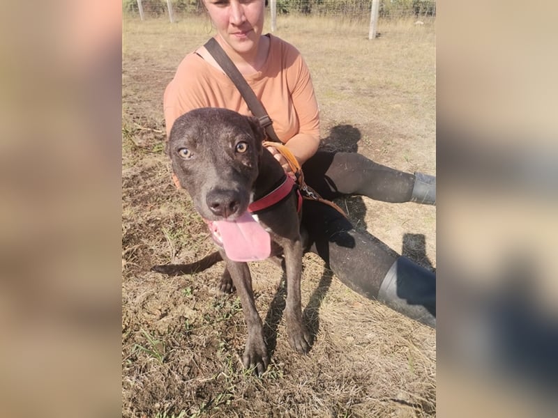 Tina2, coole Socke sucht kuscheliges Körbchen (mit Video)