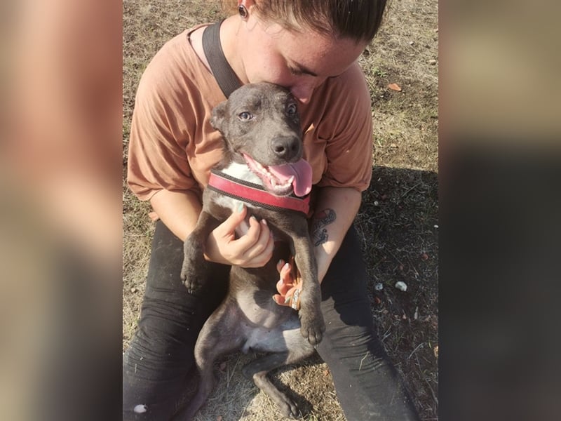 Tina2, coole Socke sucht kuscheliges Körbchen (mit Video)
