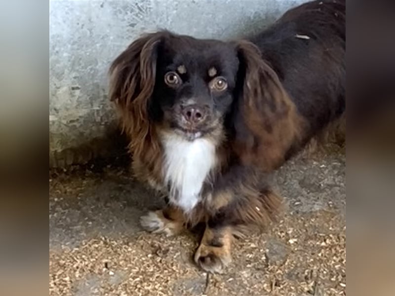 JOSIE LEBTE BEI HUNDESAMMLERN