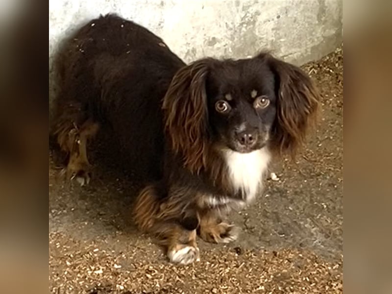 JOSIE LEBTE BEI HUNDESAMMLERN