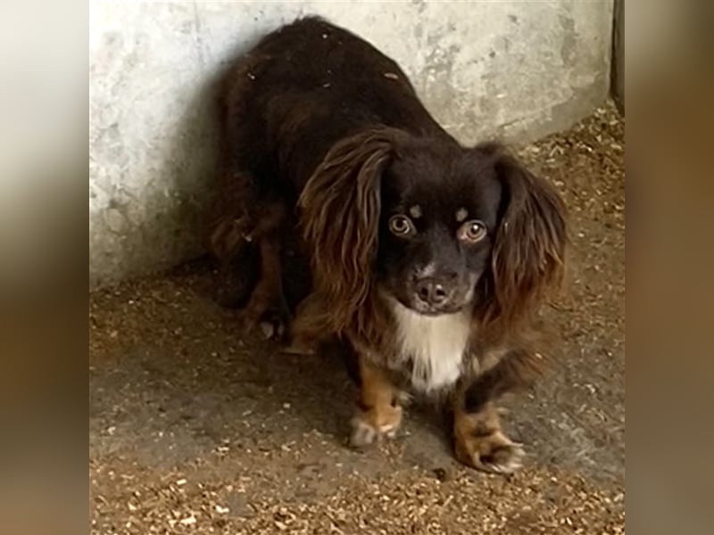 JOSIE LEBTE BEI HUNDESAMMLERN