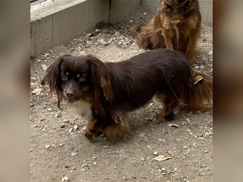 JOSIE LEBTE BEI HUNDESAMMLERN