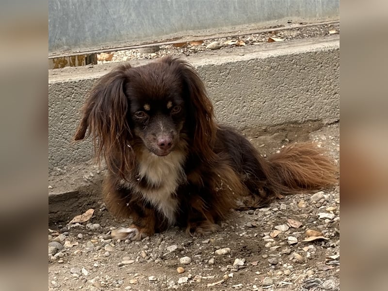 JOSIE LEBTE BEI HUNDESAMMLERN
