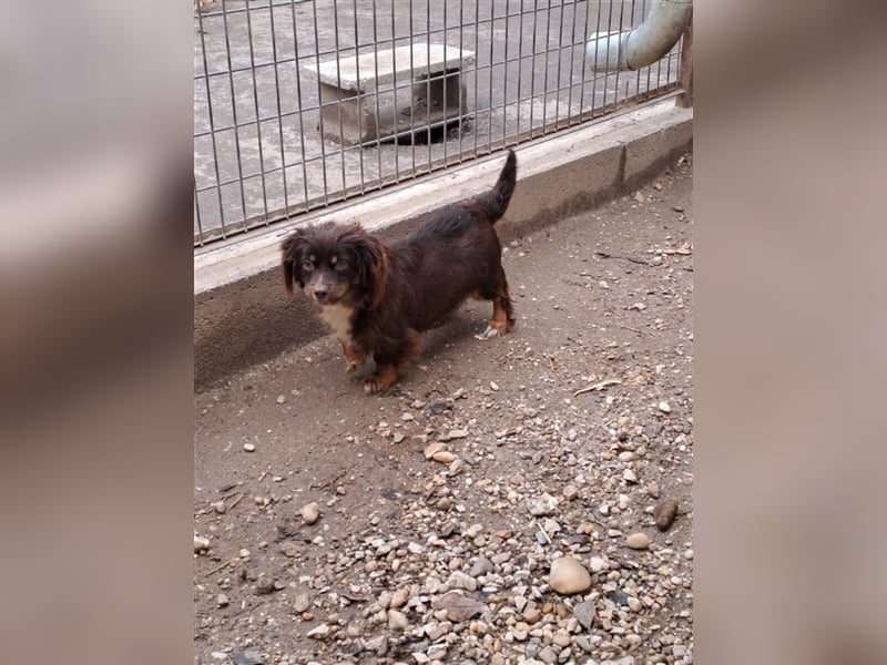 JOSIE LEBTE BEI HUNDESAMMLERN
