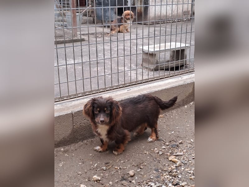 JOSIE LEBTE BEI HUNDESAMMLERN