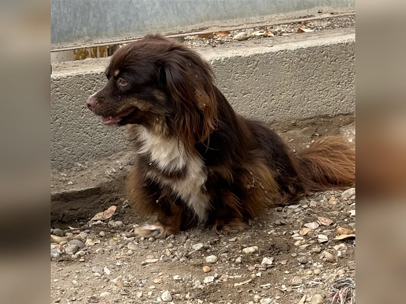 JOSIE LEBTE BEI HUNDESAMMLERN