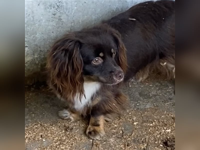 JOSIE LEBTE BEI HUNDESAMMLERN