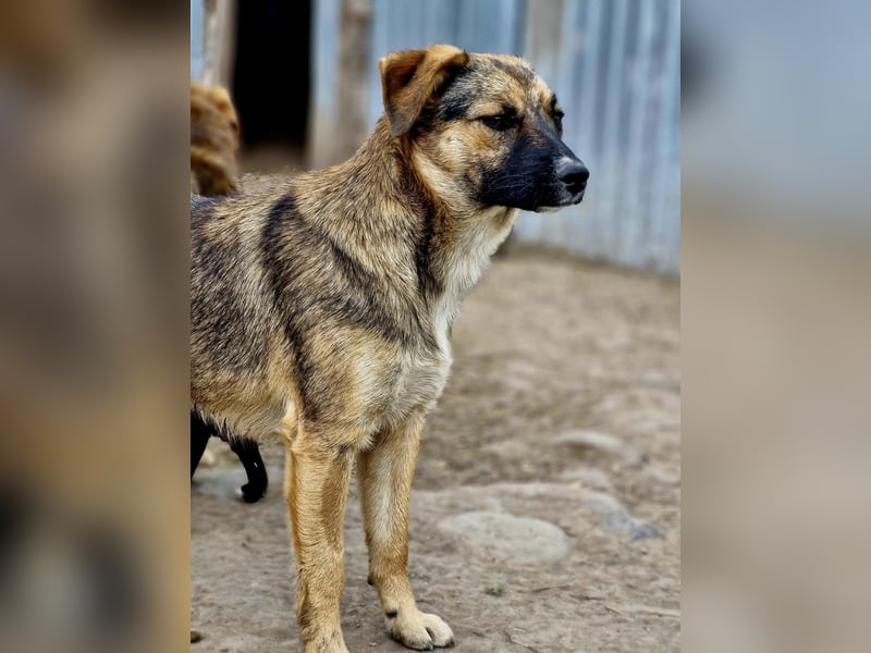 BETTY - freundlich und neugierig sucht liebevolle Familie