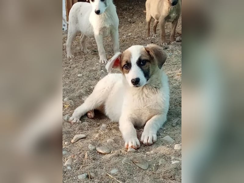 HEIDI - auf Pflegestelle in 06242 Braunsbedra sucht ihren Platz zum ankommen