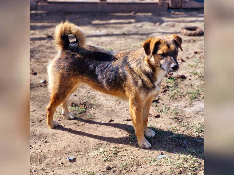 BETTY - freundlich und neugierig sucht liebevolle Familie