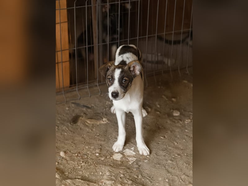 HERMINE - zauberhaftes Mädchen sucht ihre Lieblingsmenschen
