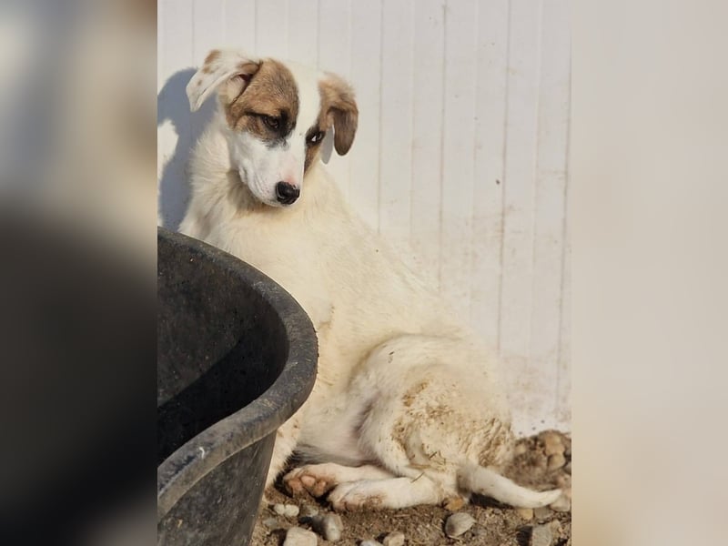 HEIDI - auf Pflegestelle in 06242 Braunsbedra sucht ihren Platz zum ankommen
