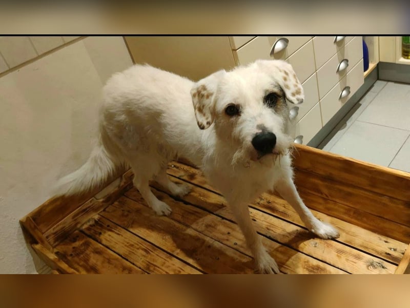 GRACIE – liebevolle, clevere Hündin sucht ein ruhiges Zuhause