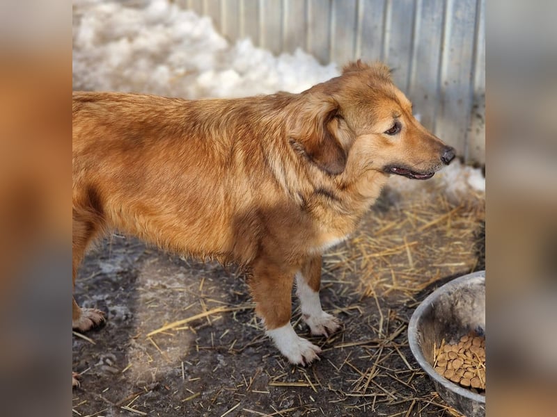 BERRY - ca. 50-55 cm sucht ein liebevolles Zuhause