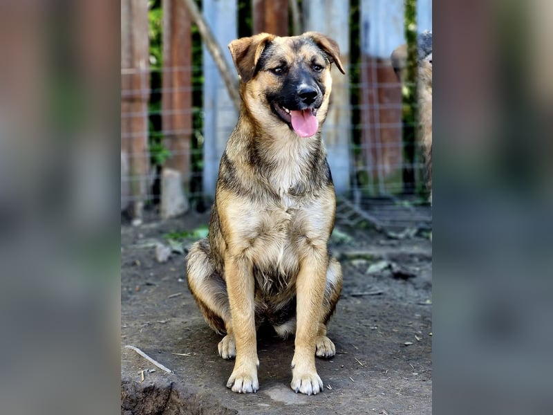 BETTY - freundlich und neugierig sucht liebevolle Familie
