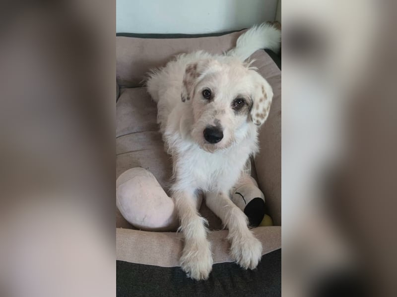 GRACIE – liebevolle, clevere Hündin sucht ein ruhiges Zuhause