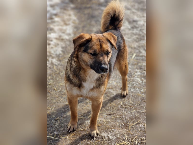 BETTY - freundlich und neugierig sucht liebevolle Familie