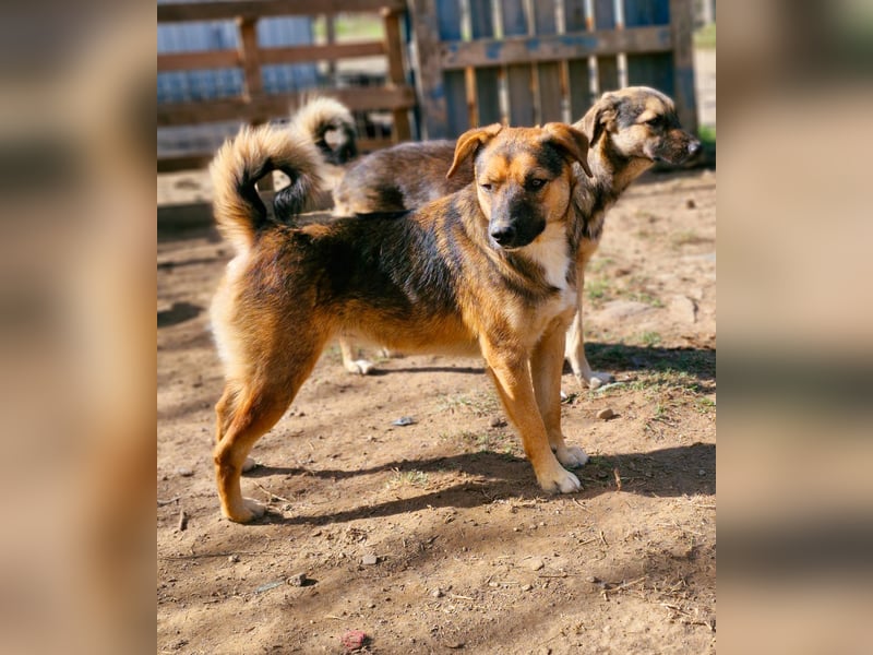 BETTY - freundlich und neugierig sucht liebevolle Familie