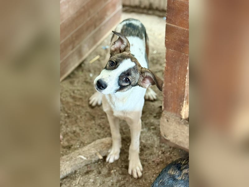 HERMINE - zauberhaftes Mädchen sucht ihre Lieblingsmenschen