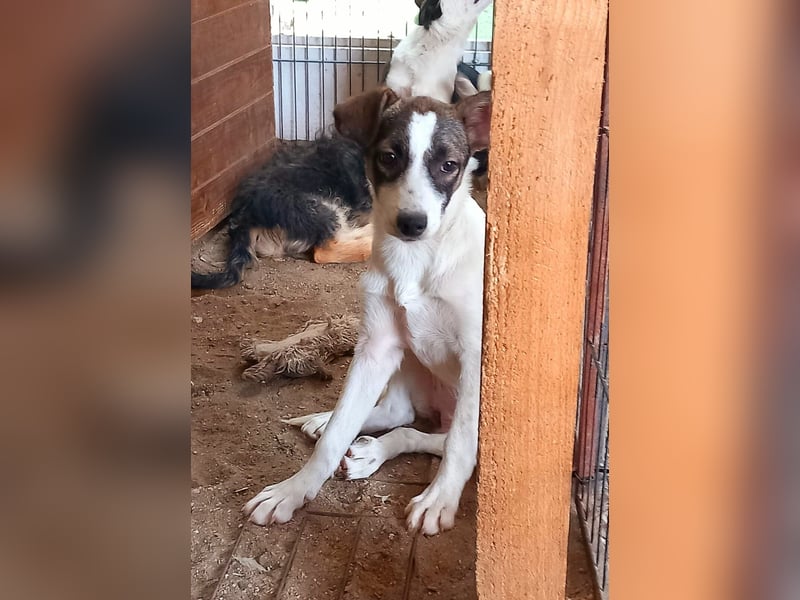 HERMINE - zauberhaftes Mädchen sucht ihre Lieblingsmenschen