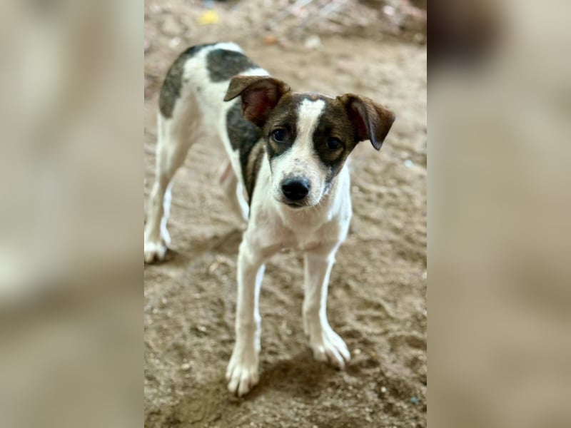 HERMINE - zauberhaftes Mädchen sucht ihre Lieblingsmenschen