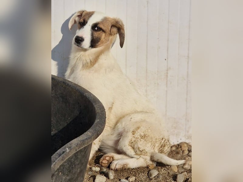 HEIDI - auf Pflegestelle in 06242 Braunsbedra sucht ihren Platz zum ankommen