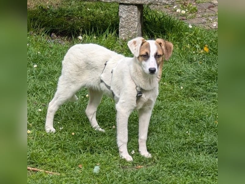 HEIDI - auf Pflegestelle in 06242 Braunsbedra sucht ihren Platz zum ankommen